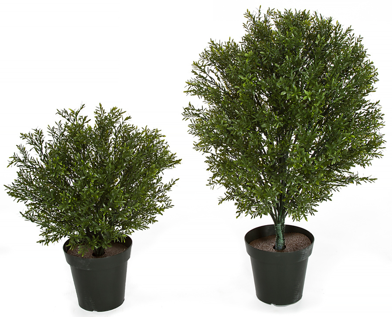 24 inch Rosemary Podocarpus Shrub Topiary UV Resistant